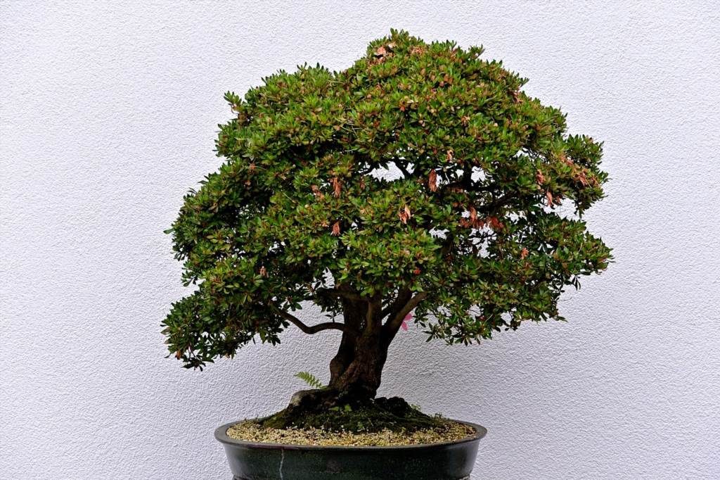 drzewko bonsai jak przycinać
