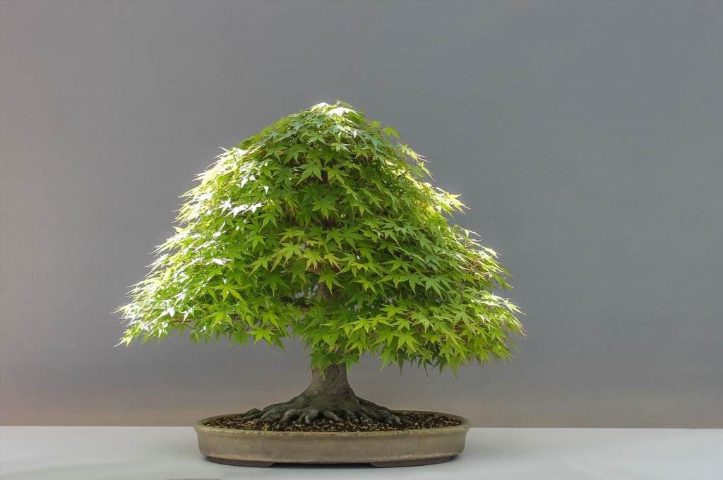 fikus bonsai jaka ziemia